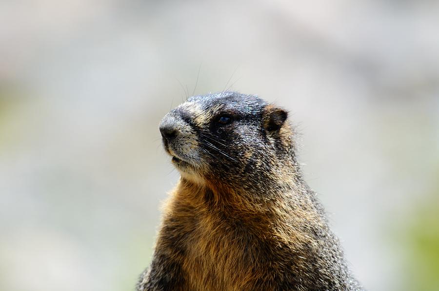 Marmot Photograph by Walt Sterneman