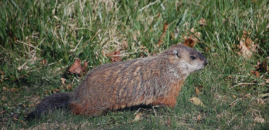 Marmota Monax Model Photograph by Rachel Kaufmann - Fine Art America