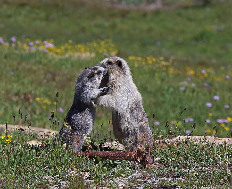 Marmots in Glacier NP Photograph by Jean Clark