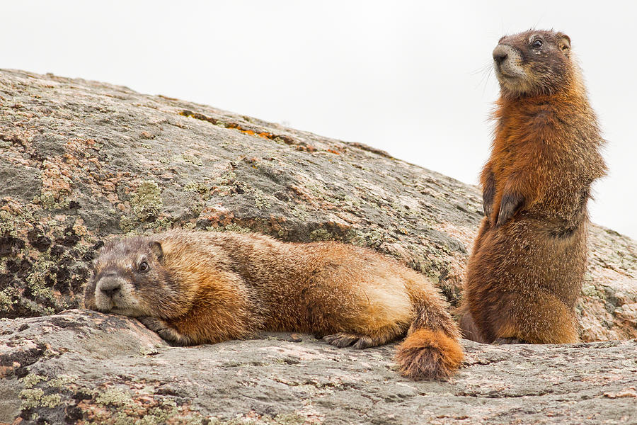 Marmots in Yellowstone Photograph by Natural Focal Point Photography