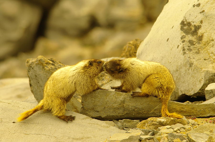 Marmots Kissing Photograph by Jeff Swan