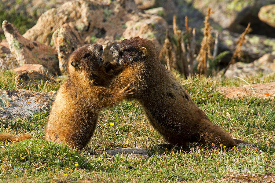 Marmots Playing at Rock Cut in Rocky Mountain National Park Photograph by Fred Stearns