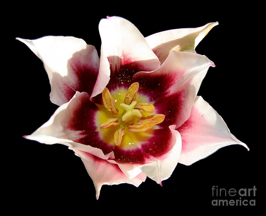 Maroon and White Tulip Photograph by Rose Santuci-Sofranko