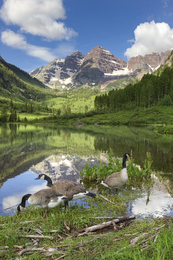 Rocky Mountains Photograph - Maroon Bells Images - Canada Geese on a Summer Morning in Colora by Rob Greebon