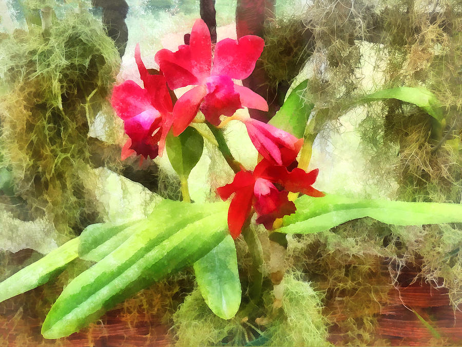 Maroon Cattleya Orchids Photograph by Susan Savad