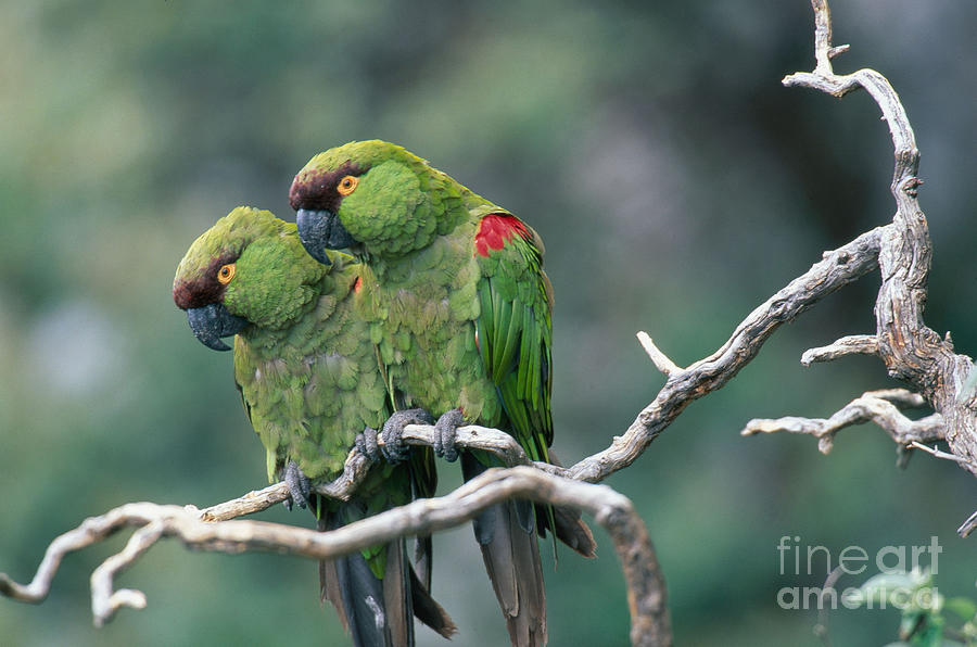 Maroon-fronted Parrot Photograph by Art Wolfe