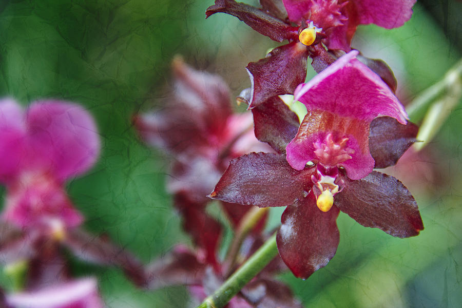 Maroon Orchid Photograph by Jemmy Archer