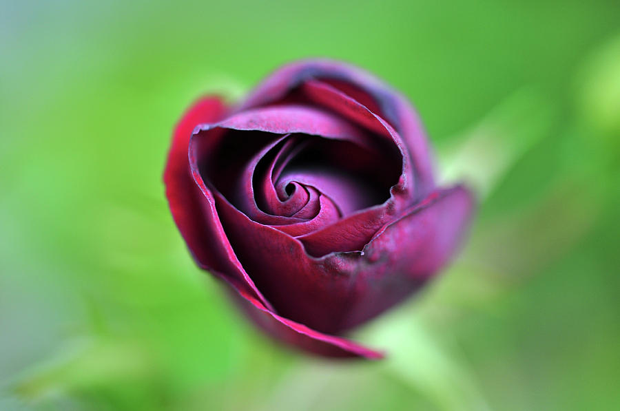 Maroon Rose Photograph by Glenn Gordon