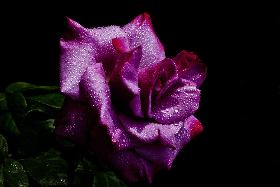 Rose Photograph - Maroonie by Doug Norkum