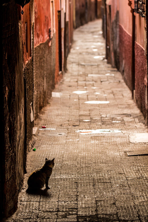 Marrakech Cat Photograph by Justin Albrecht