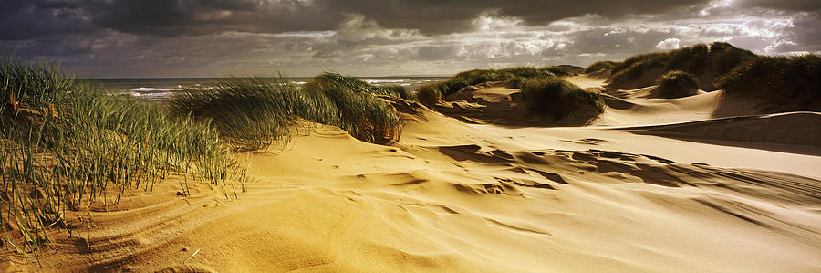 Nature Photograph - Marram Grass On The Beach, Sands by Panoramic Images