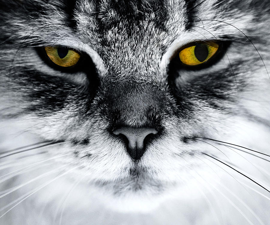 Cat Photograph - Marsel eyes  by Svetoslav Sokolov