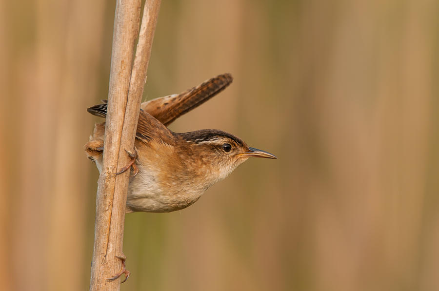 Marsh Art Photograph by Willie McHale - Fine Art America