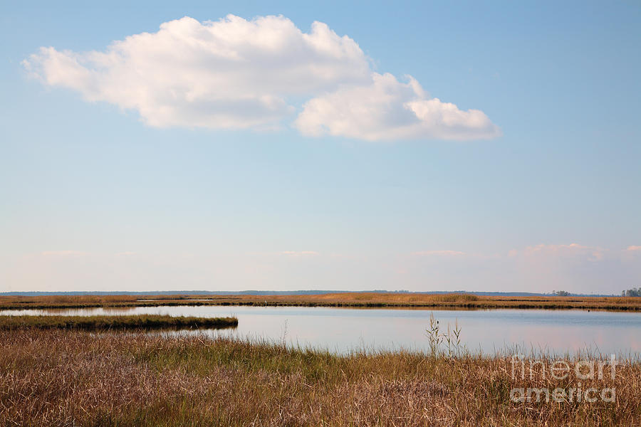 Marsh at Blackwater National Wildlife Refuge near Cambridge Maryland Photograph by William Kuta