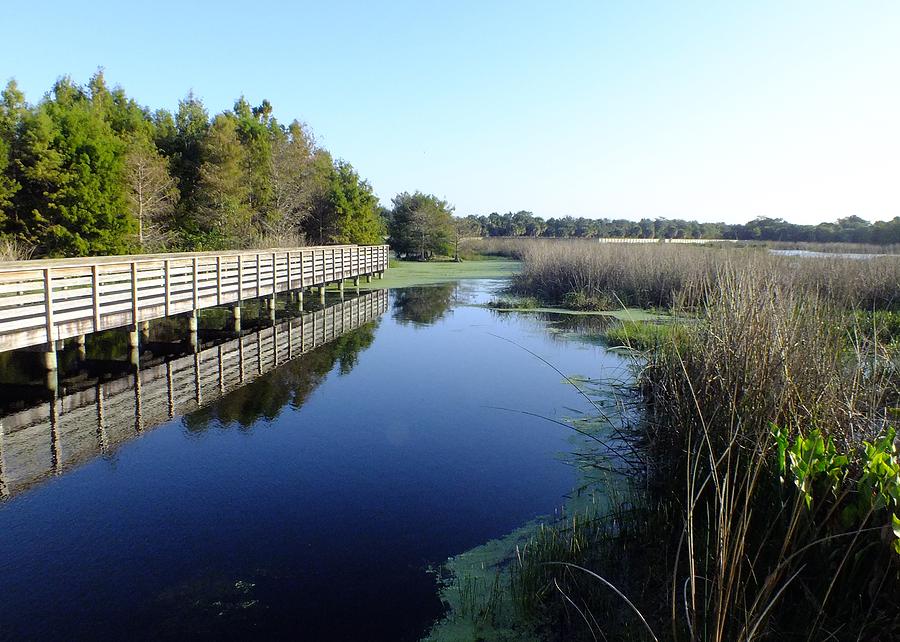 Marsh Boardwalk Photograph by Peggy King
