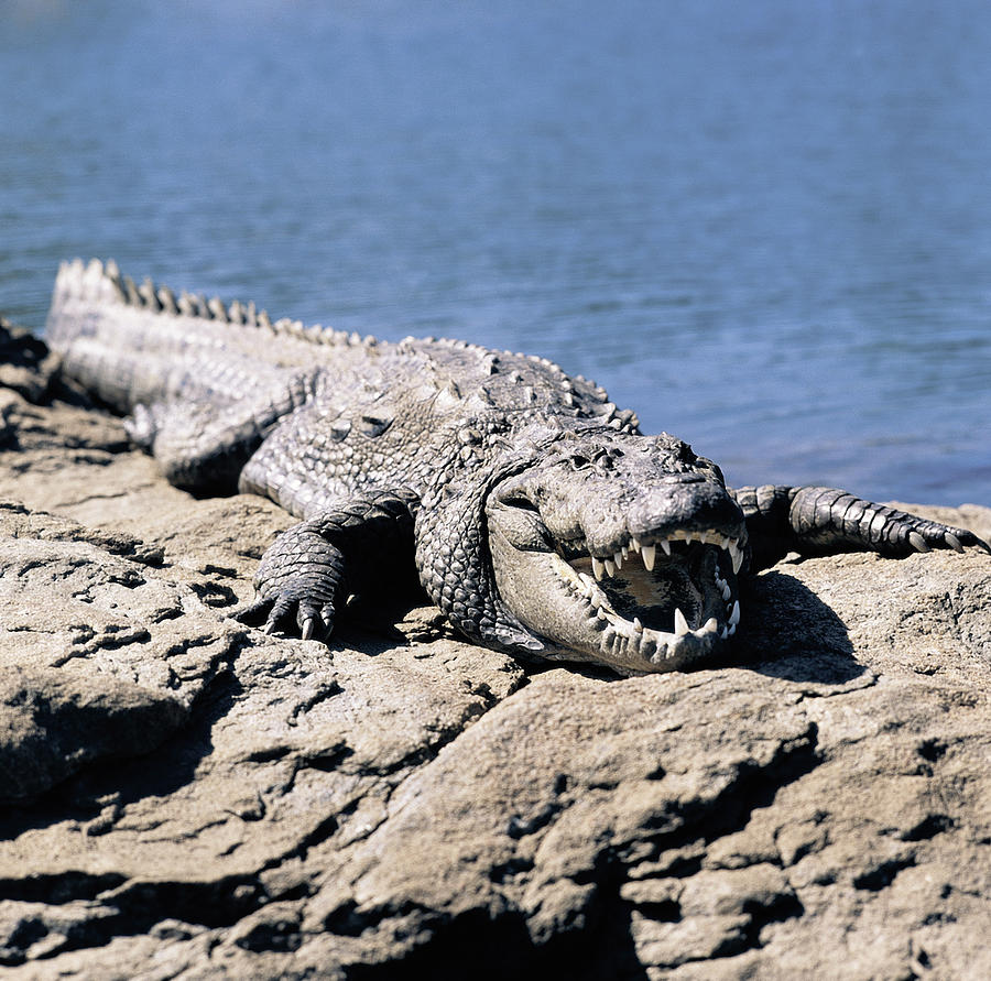 Marsh Crocodile Photograph by E. Hanumantha Rao