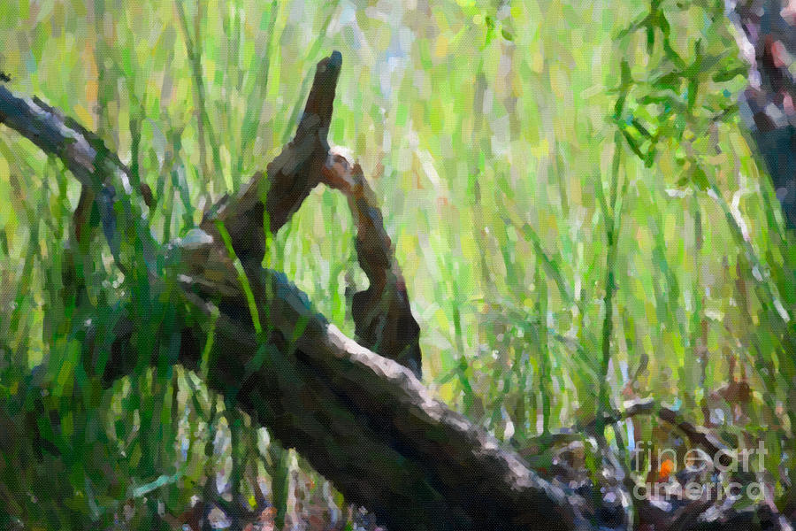 Marsh Driftwood Photograph