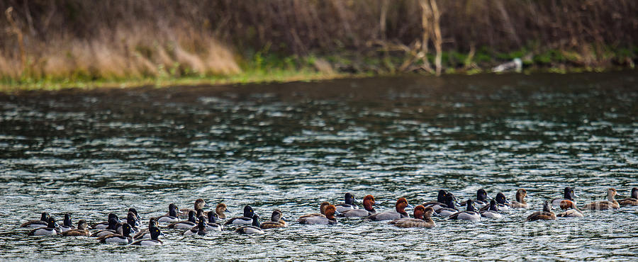 Marsh Ducks Photograph