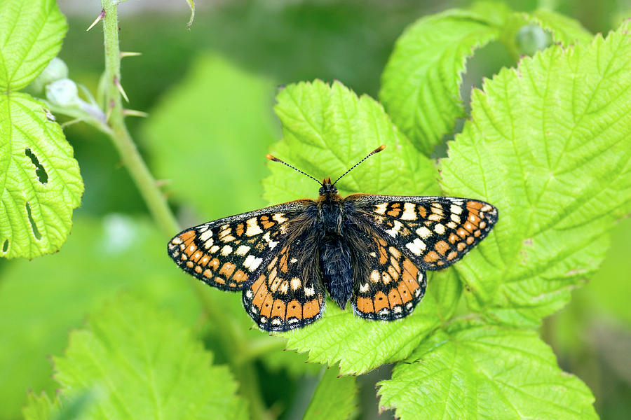 Butterfly Photograph - Marsh Fritillary Butterfly by John Devries/science Photo Library