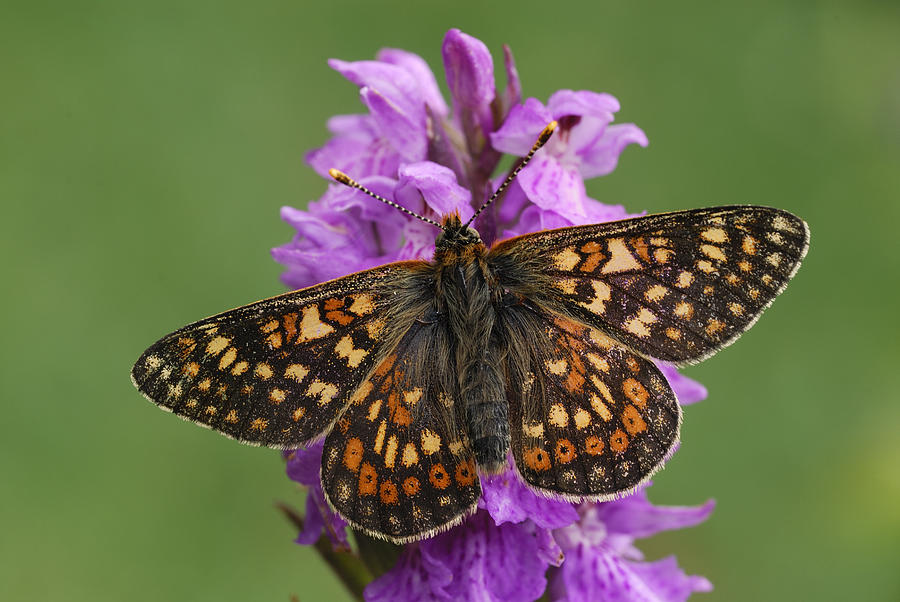 Marsh Fritillary in the Swiss Alps Photograph by Thomas Marent