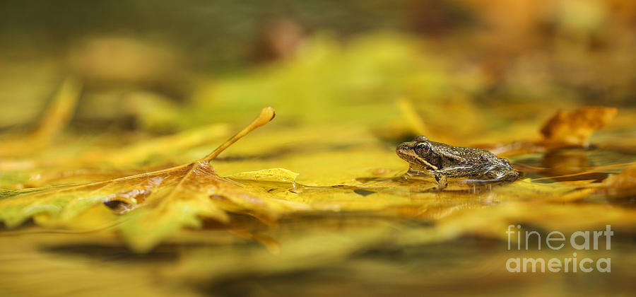 Marsh Frog Pelophylax ridibundus Photograph by Alon Meir