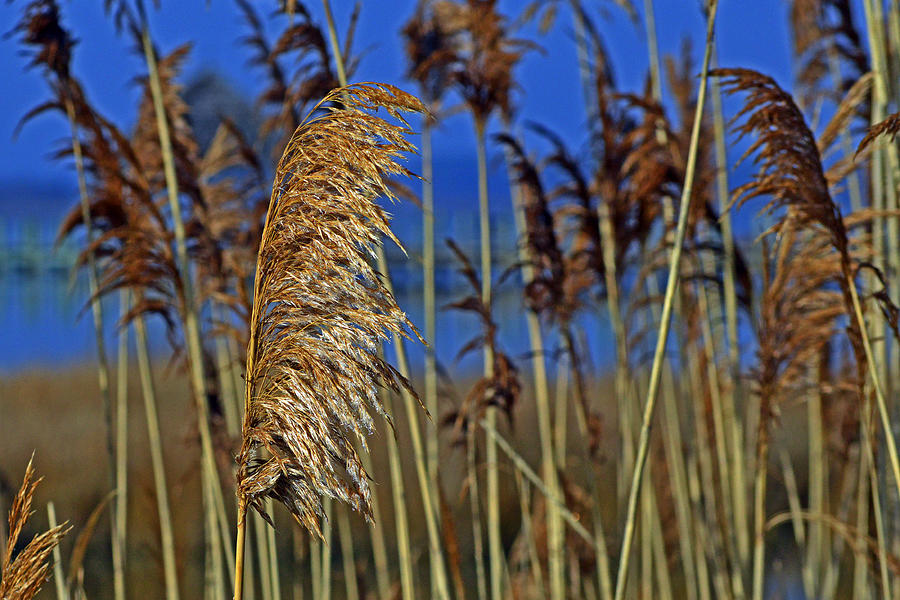 Marsh Grass at Northside Park Photograph by Bill Swartwout