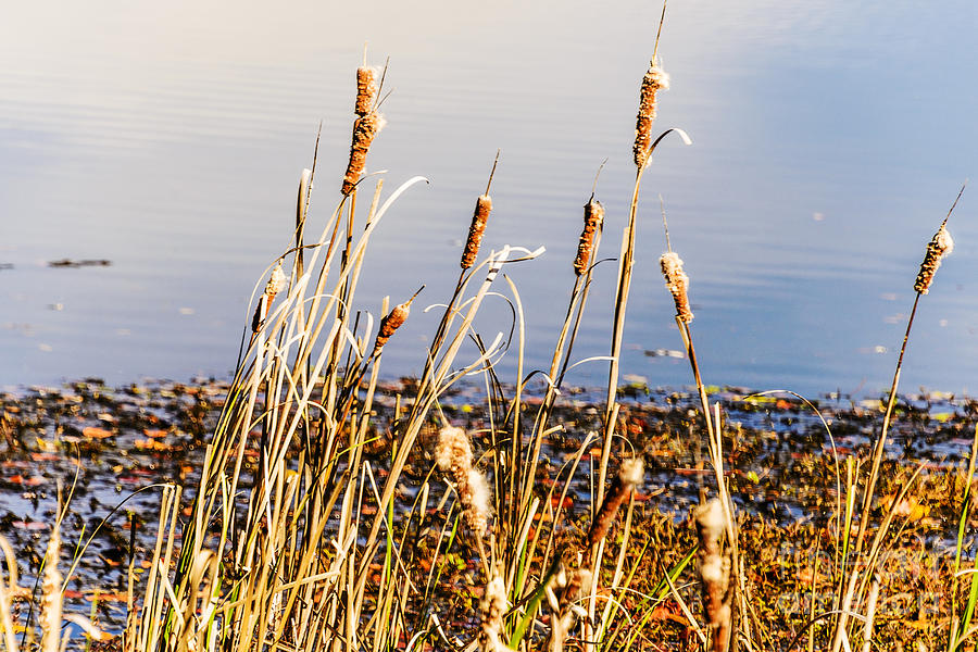 Marsh Grass Photograph by Elvis Vaughn