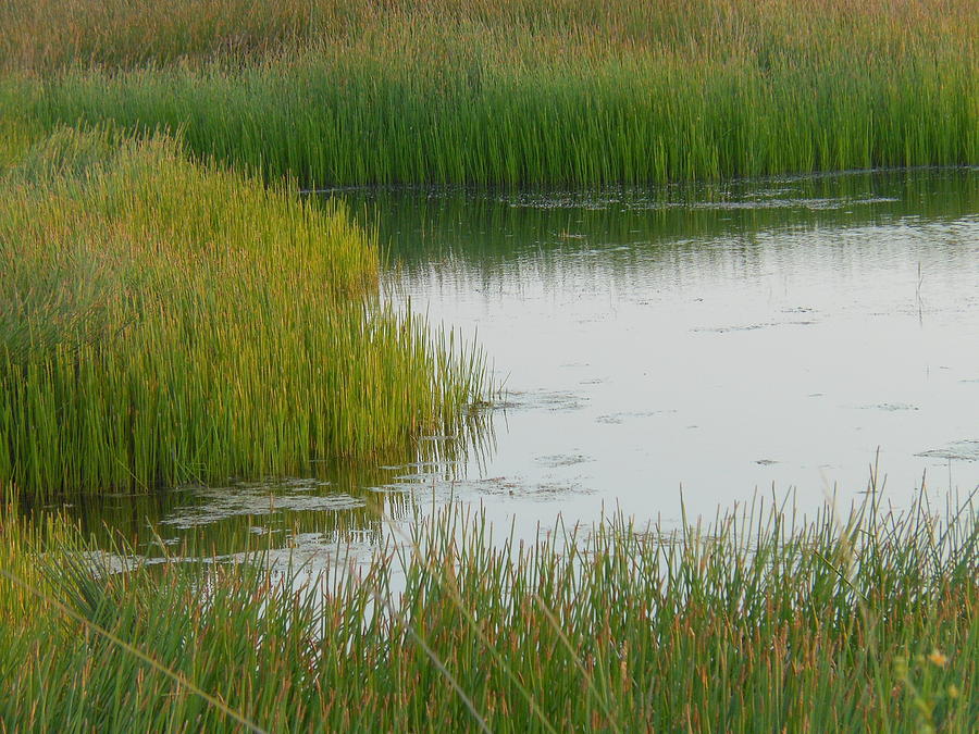 Marsh Grass Photograph by Kay Gilley