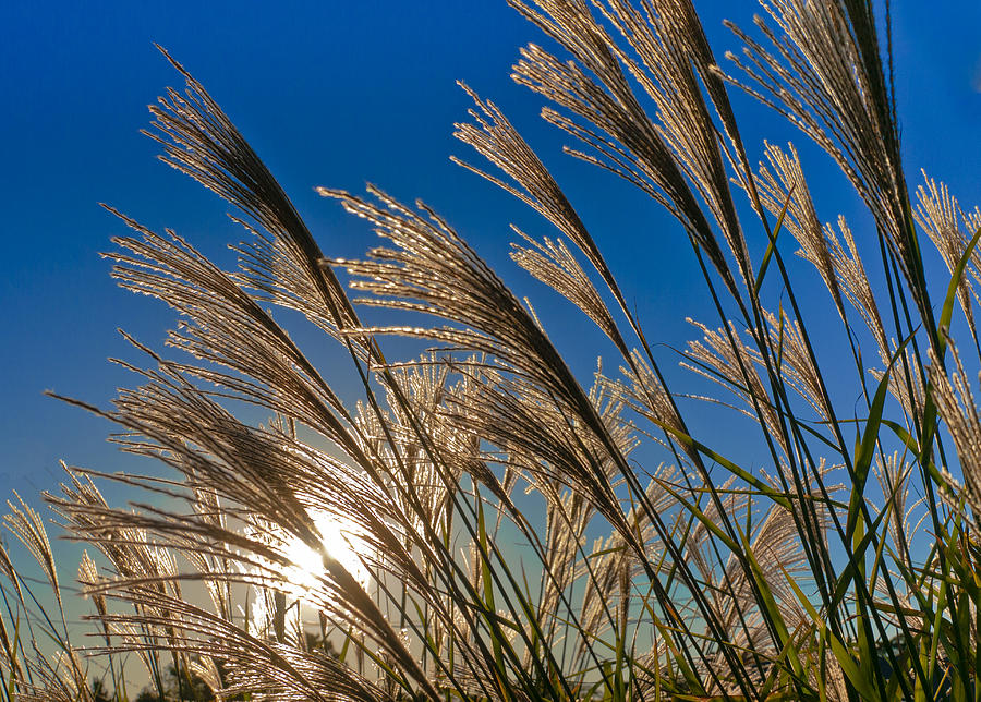 Marsh Grass and Setting Sun Photograph by Robert Best - Fine Art America