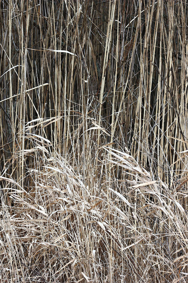 Marsh Grasses 3 Photograph by Mary Bedy