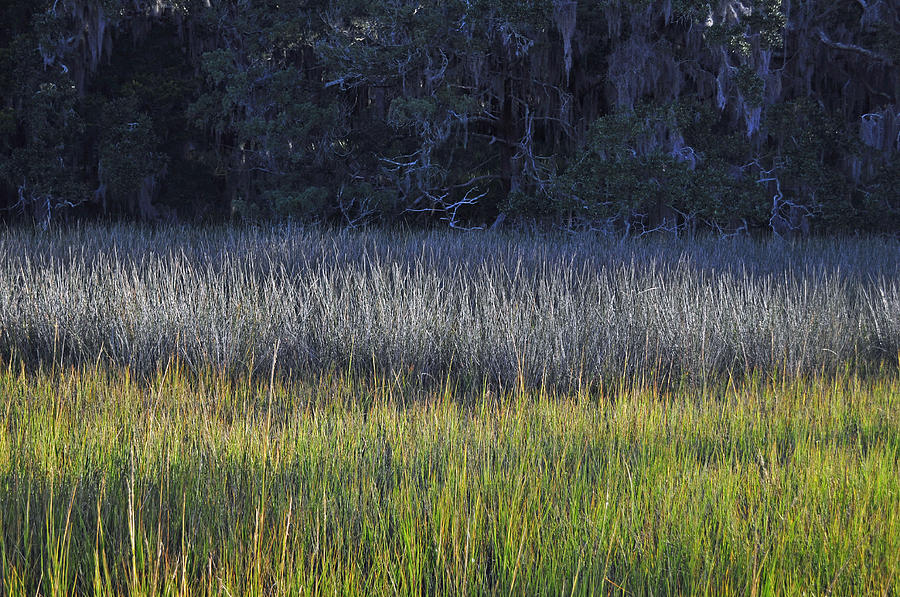 Tree Photograph - Marsh Grasses and Moss-Covered Trees on Jekyll Island 1.1 by Bruce Gourley
