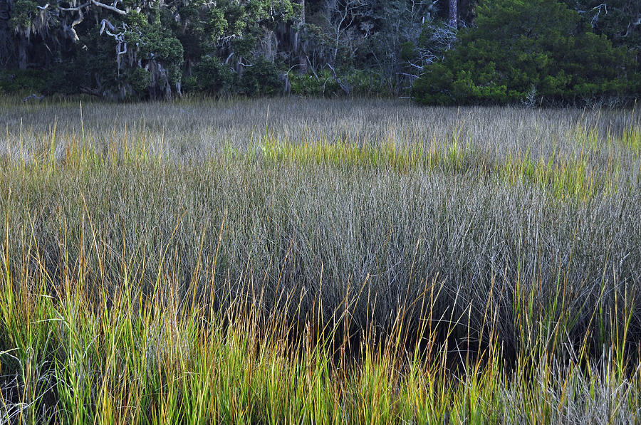 Tree Photograph - Marsh Grasses and Moss-Covered Trees on Jekyll Island 1.2 by Bruce Gourley