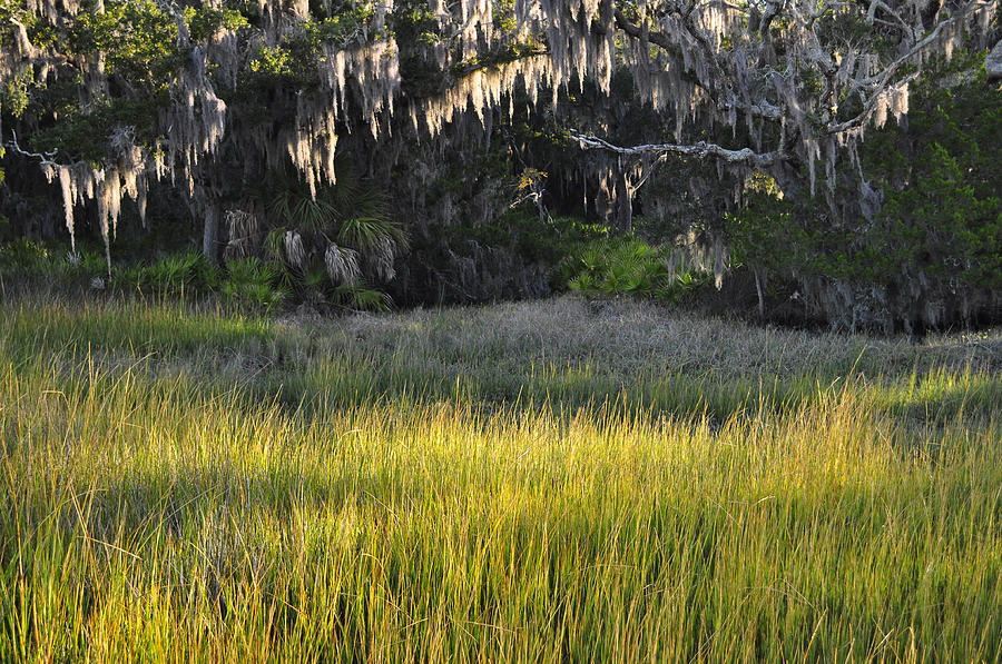 Marsh Grasses and Moss-Covered Trees on Jekyll Island 1.3 Photograph by Bruce Gourley