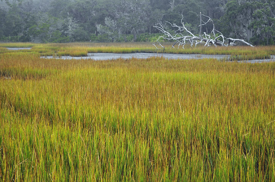 Marsh Grasses and Moss-Covered Trees on Jekyll Island 1.4 Photograph by Bruce Gourley