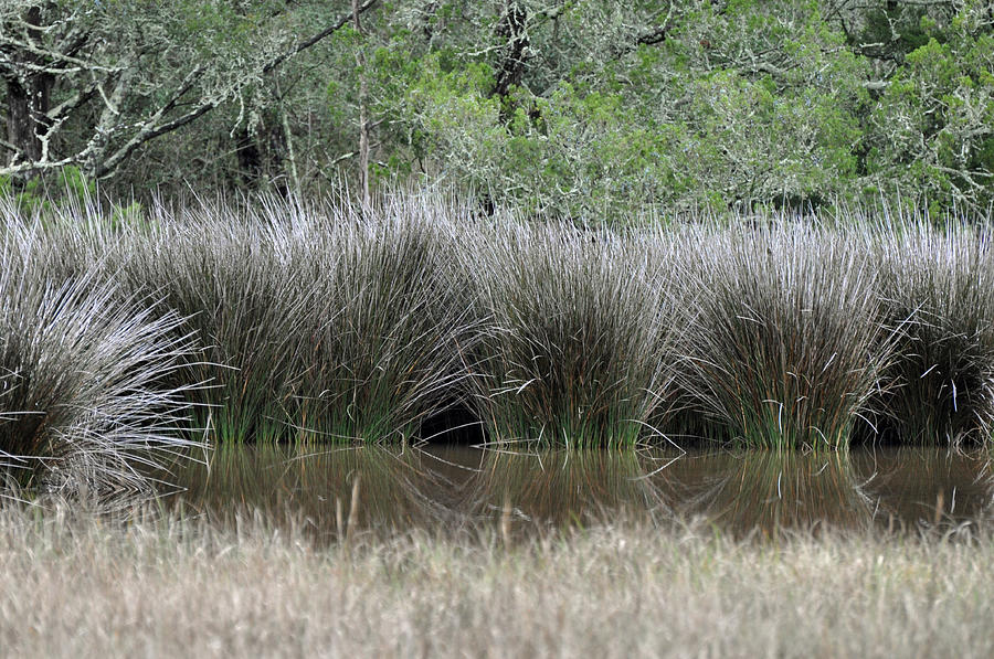 Marsh Grasses and Moss-Covered Trees on Jekyll Island 1.5 Photograph by Bruce Gourley
