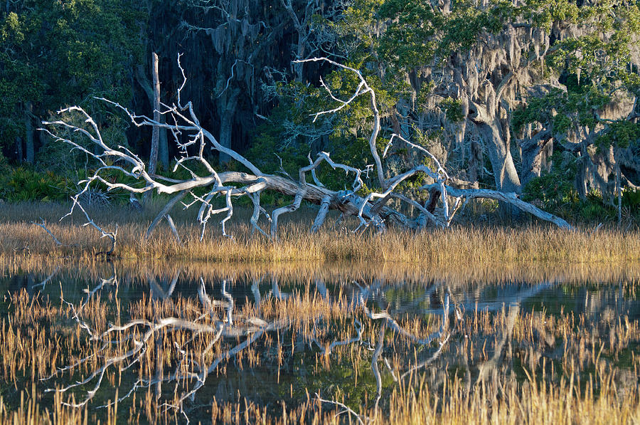 Marsh Grasses and Moss-Covered Trees on Jekyll Island 1.6 Photograph by Bruce Gourley