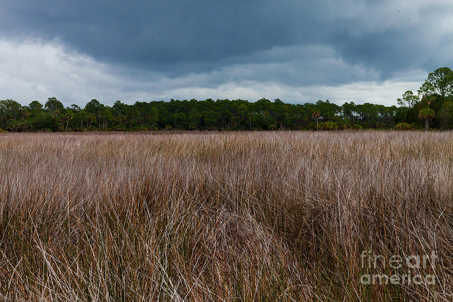 Marsh Grasses Photograph by Diane Macdonald
