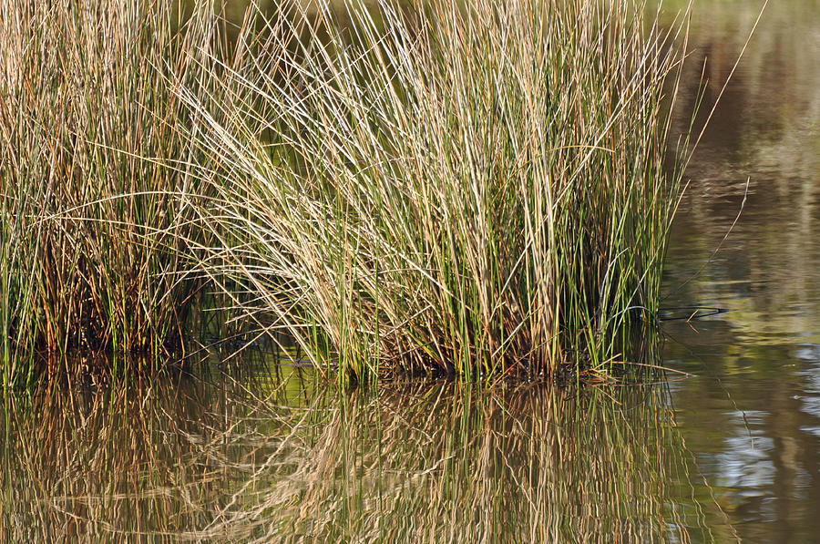 Marsh Grasses Reflected in Water at High Tide Photograph by Bruce Gourley