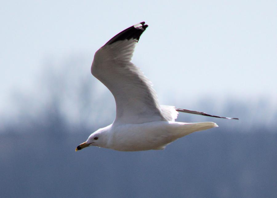 Seagull Photograph - Marsh Gull by Bonfire Photography
