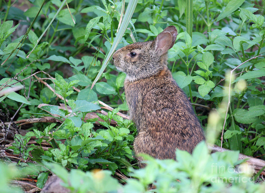 Marsh Hare Photograph by Terri Mills