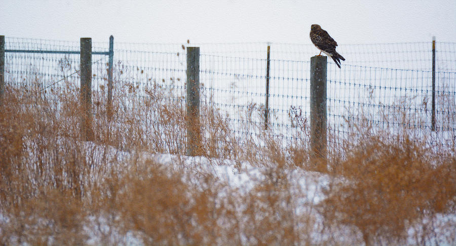 Marsh Hawk Photograph by Tracy Winter