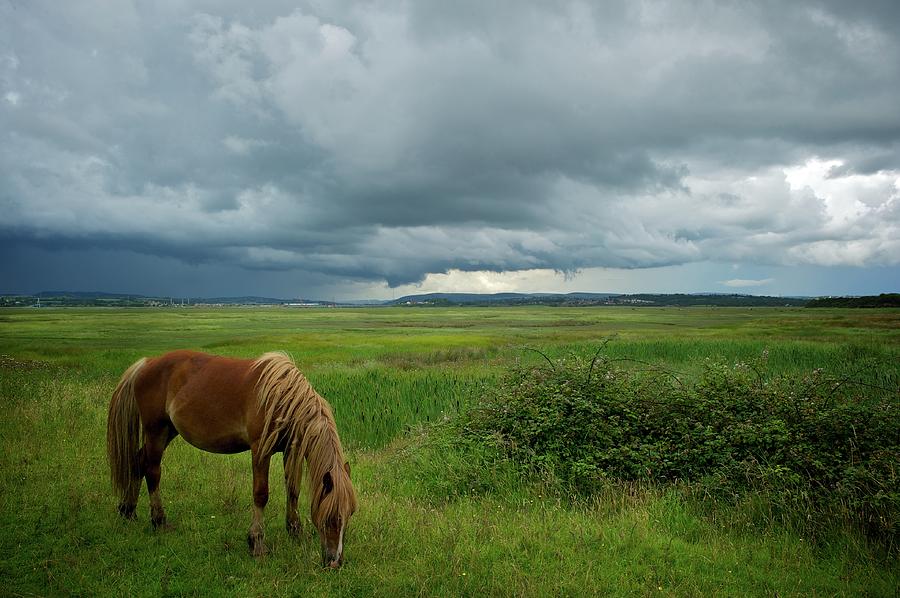 Marsh Horse Photograph by Alistair Macnaughton