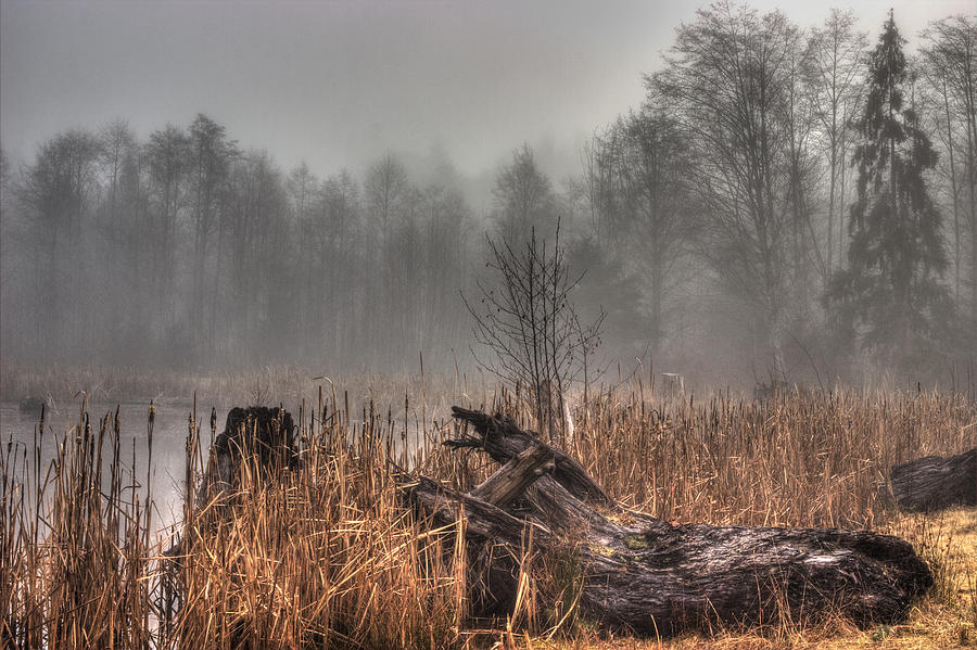 Marsh In Fog Photograph by Randy Hall