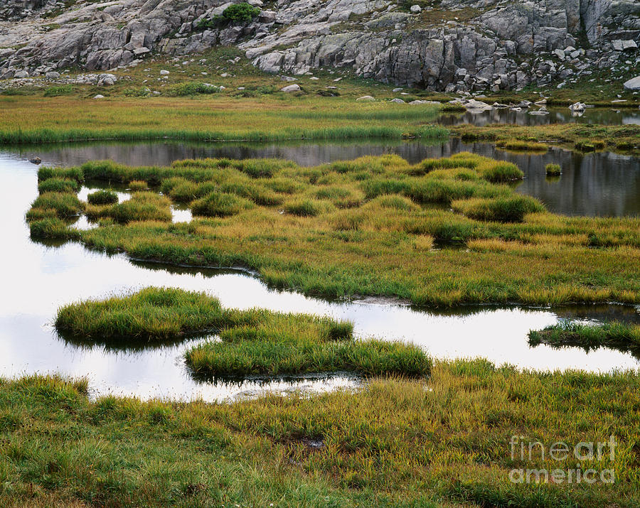 Marsh In Titcomb Basin Photograph by Tracy Knauer