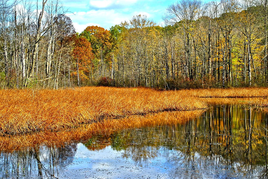 Nature Photograph - Marsh Land by Frozen in Time Fine Art Photography