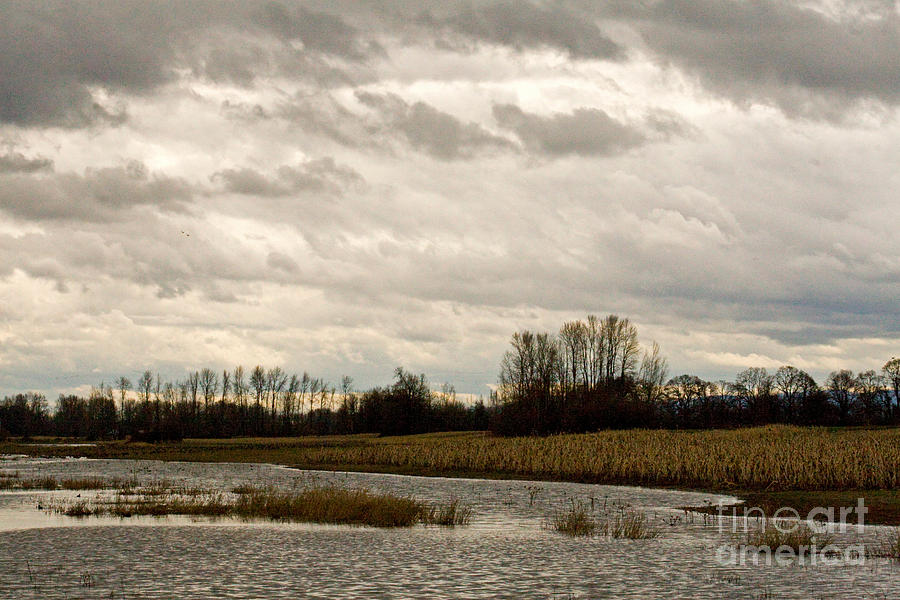 Marsh Landscape, Oregon Photograph by Tim Holt