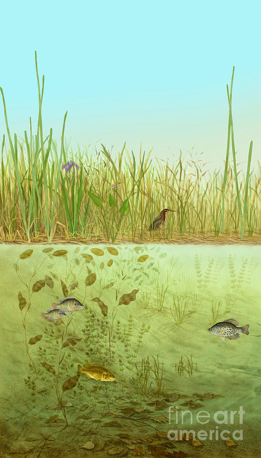 Bass Photograph - Marsh Life, Illustration by Carlyn Iverson
