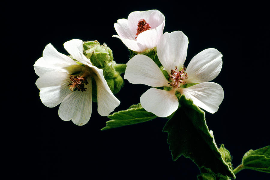 Flower Photograph - Marsh Mallow Flowers by Th Foto-werbung/science Photo Library