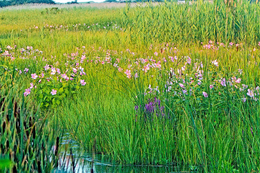 Marsh Mallows In A Cape Cod Marsh  Photograph by Constantine Gregory