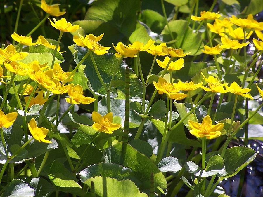 Marsh Marigold Photograph by Kathleen Luther